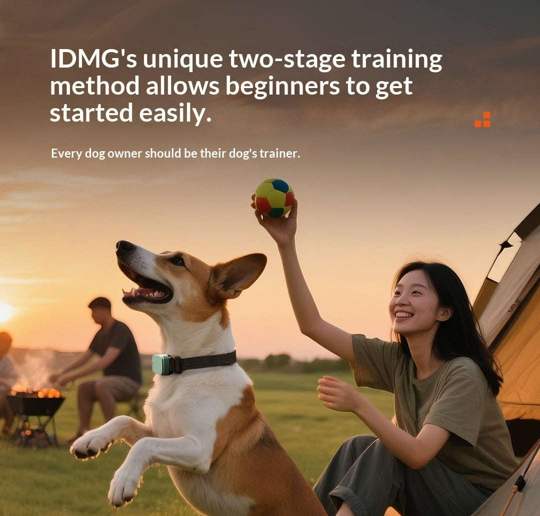 Training And Leash