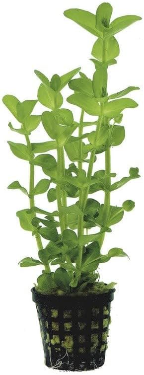 Potted Live Aquarium Plants | Freshwater Aquatic Plants for Aquariums (Moneywort, 3 Pack)