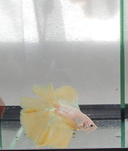 Quinn's Fins- Live Doubletail Betta
