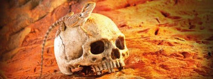 Exo Terra Primate Skull Terrarium D