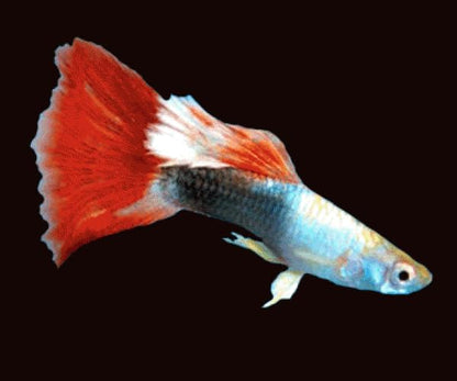 Swimming Creatures 6 Assorted Male Fancy Guppy Live Tropical Freshwater Aquarium Fish