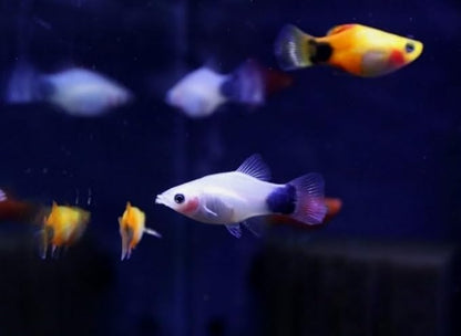 Swimming Creatures™ 4 Assorted Color Platy Mix (Xiphophorus maculatus) Freshwater Aquarium Live Fish (Size Approx. 3/4")