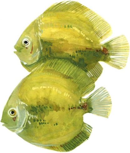 Discus Fish by Emma Scarvey, 4 Piece Unframed Art Print Set, 12 X 12 Inches Each, Sea Life Art