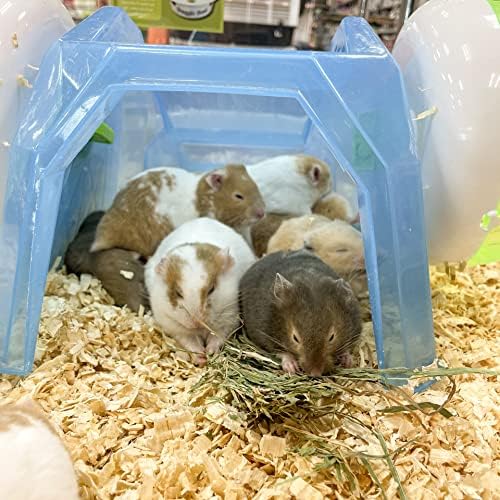 Blue Mountain Hay | Fresh Organic Oat Hay (15 Ounce) | Good for Sensitive Digestion | High-Altitude Hay Pet Food for Rabbits, Guinea Pigs, Chinchillas, Hamsters, and Other Small Pets