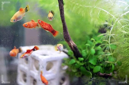 Swimming Creatures™ 4 Assorted Color Platy Mix (Xiphophorus maculatus) Freshwater Aquarium Live Fish (Size Approx. 3/4")