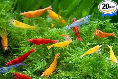 Generic Shrimp Up Aquatics™ 20+ Mixed Color Neocaridina Shrimp Live Freshwater Aquarium Inverts Live Arrival! Mixed