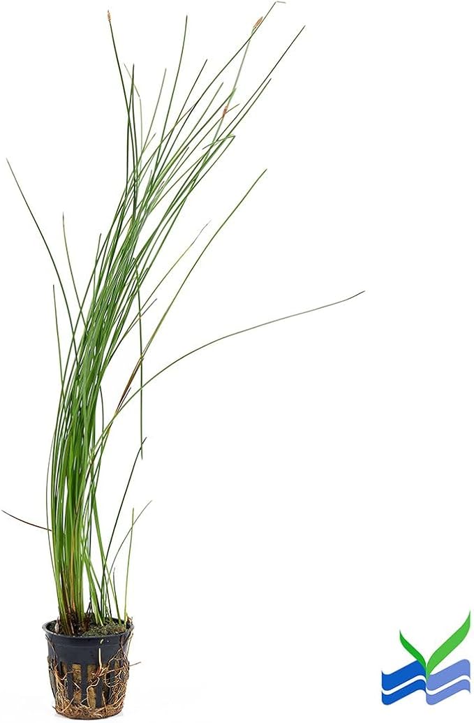 Aquarium Plants Discounts Potted Tall Hairgrass by AquaLeaf Aquatics - Easy Aquatic Live Plant- (Potted Tall Hairgrass, 3 Pack)