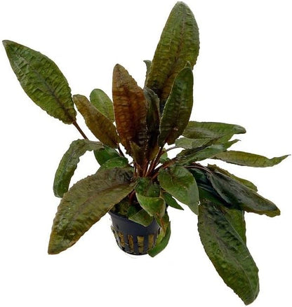 Foreground Potted Live Aquarium Plants | Freshwater Aquatic Plants for Aquariums (Cryptocoryne Bronze, 1)