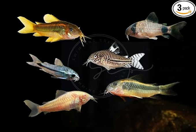 Swimming Creatures 3 PCS Assorted Corydoras Mix, Freshwater Aquarium Catfish Live Arrival Guarantee (2-3 Kinds Mix)