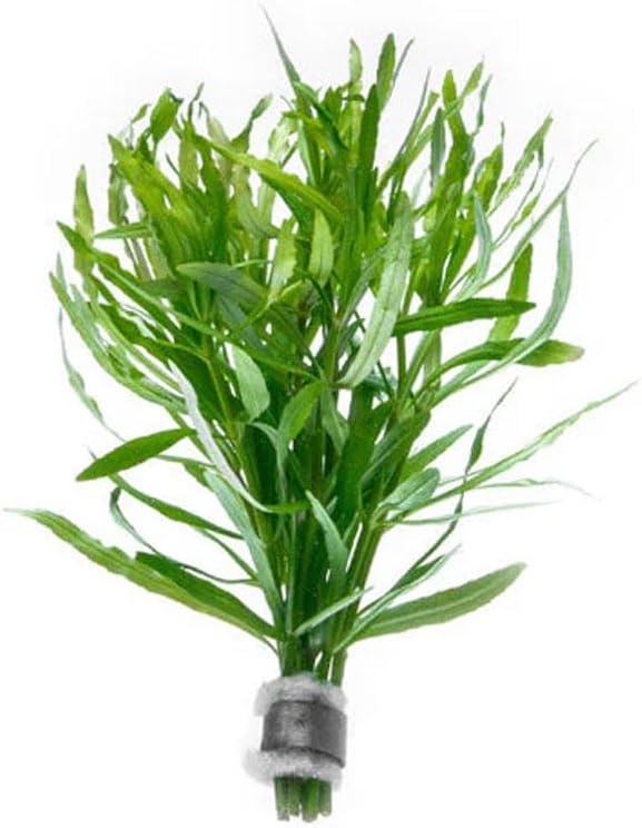 SubstrateSource Live Aquarium Stem Plants - Pogostemon Stellatus Octopus Live Aquarium Plant - Natural Aquatic Freshwater Fish Tank Plants (1)