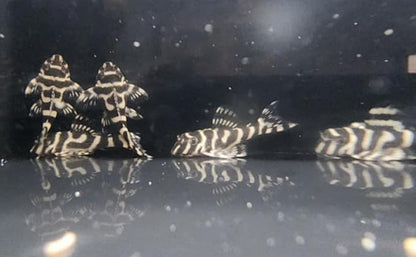Swimming Creatures™ Pleco Live Freshwater Aquarium Fish (Size Approx 1-2") (1 King Tiger Pleco (L333))