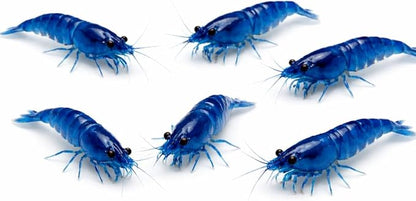 20 Blue Dream Supreme Gene Shrimps Live Freshwater Shrimp Aquarium Neocaridina, Live Arrival Guarantee