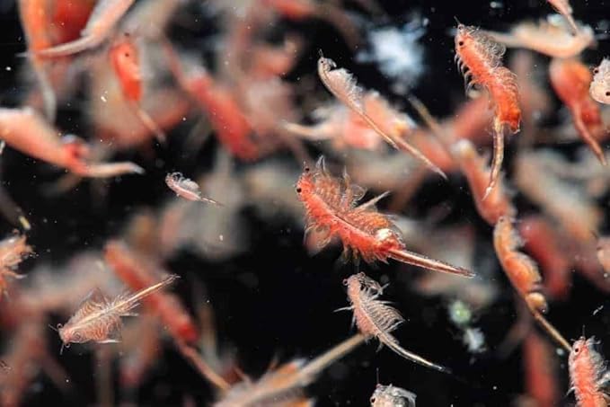 Aquatic Foods Inc. Brine Shrimp Artemia Eggs, Premium Grade 90% Hatch Rate from The Great Salt Lake, Utah, USA…4oz Jar