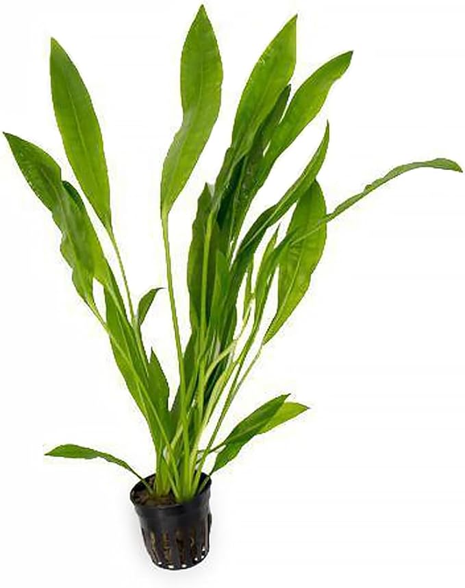 SubstrateSource Echinodorus Peruensis Sword Live Plant for Freshwater Aquariums, Natural Fish Tank Decorations, and Aquatic Decor (1 Pot (2-3 Plants))