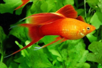 Aquatic Foods Inc. Live Bearer Ultra Red Color Enhancing 1.5mm-2mm Floating Pellets. Color Enhancing in 10-Days for Swordtails, Platies, All Live Bearers…1/4-lb Bag