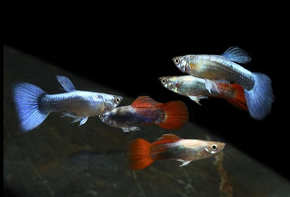 Swimming Creatures 6 Assorted Male Fancy Guppy Live Tropical Freshwater Aquarium Fish