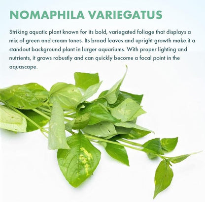 SubstrateSource Live Plants – Variegated Hygrophila (Nomaphila variegatus) – Medium Light, Green and White Accent Freshwater Aquatic Stem Plant, Midground to Background Placement – Pot, 1 Pack