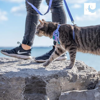 RC Pets Adventure Kitty Cat Harness | Adjustable Airmesh Vest with D-Ring and 6ft Leash for Walking and Travel | Lil Heart, Medium