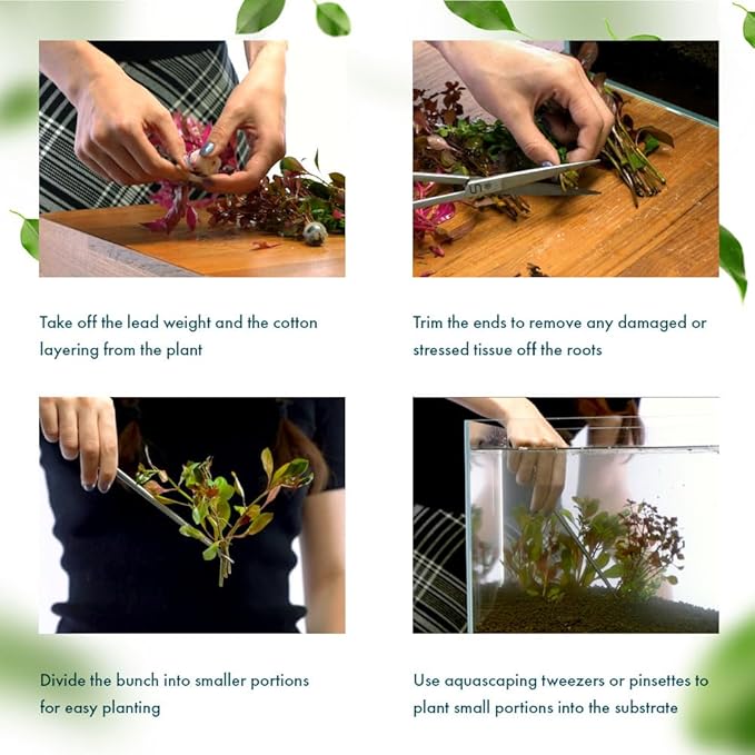 SubstrateSource Live Aquarium Red Stem Plants - Freshwater Aquatic Plant for Fish Tanks, Aquascaping - (Rotala Rotundifolia, 1 Bunch)