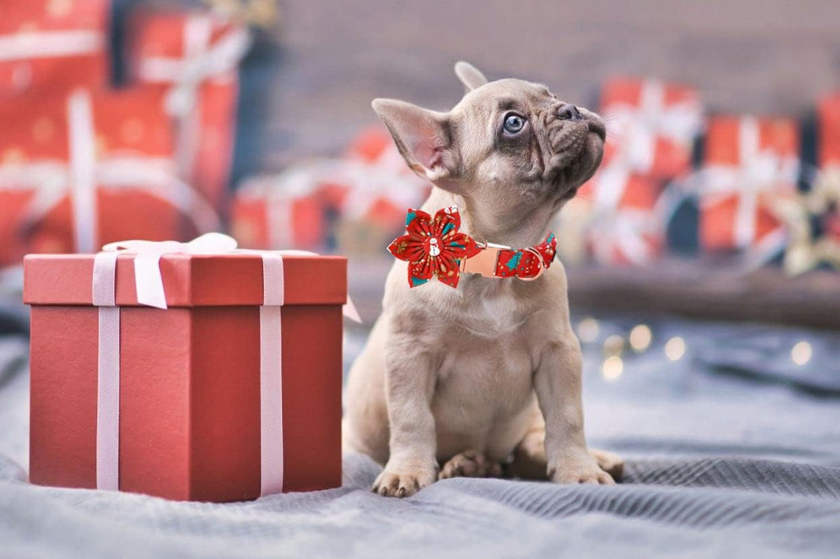 Lionet Paws Christmas Dog Collar with Flower. A thoughtful pick for calmer daily routines.