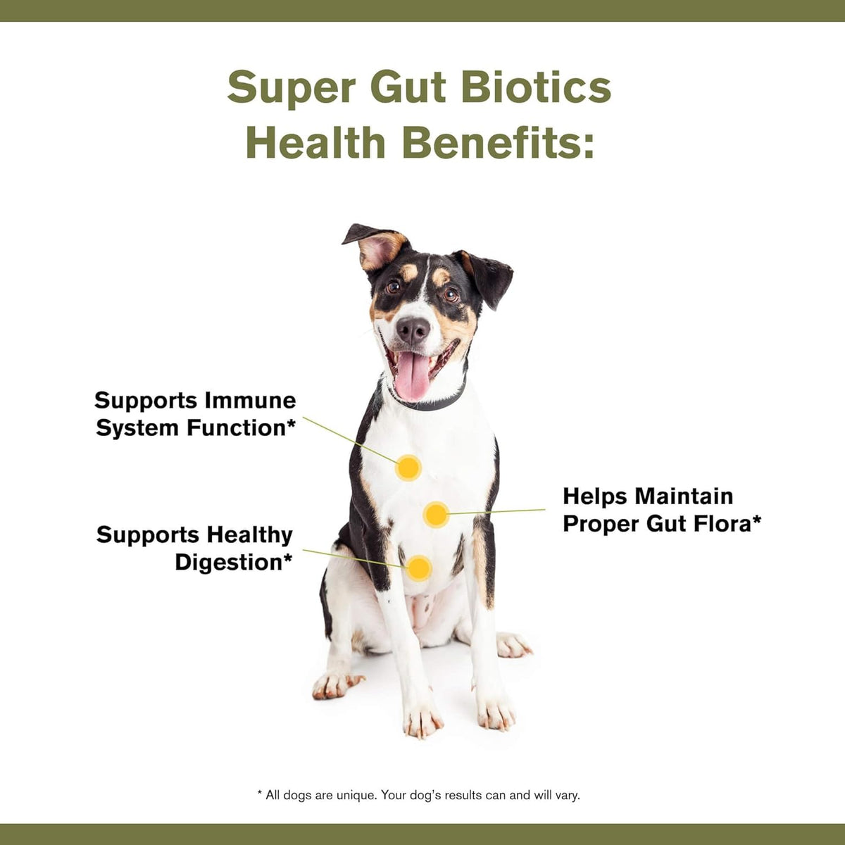 Super Gut Biotics Canine Digestive Supplement,Probiotics, Prebiotics, Supports Healthy Digestion, Immune System Function and Gut Flora by Katherine Heigl (30 Scoops)