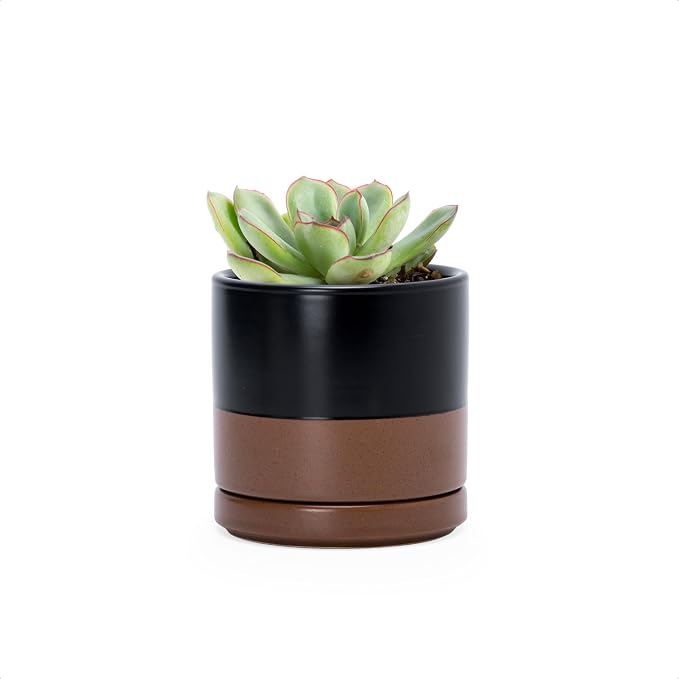 D'vine Dev 3.5 Inch Ceramic Planter Pot with Drainage Hole and Saucer, Indoor Cylinder Round Planter Pot, Black/Speckled Tan, 94-O-A-7