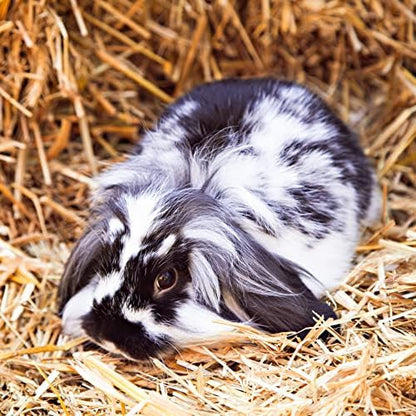 Blue Mountain Hay | Fresh Timothy Hay (15 Ounce) | Great for All Ages | High-Altitude Hay Pet Food for Rabbits, Guinea Pigs, Chinchillas, Hamsters, and Other Small Pets