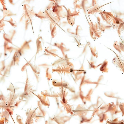 Aquatic Foods Inc. Brine Shrimp Artemia Eggs, Premium Grade 90% Hatch Rate from The Great Salt Lake, Utah, USA.- 50 Grams -1.76oz