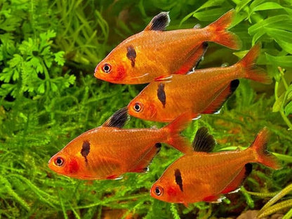 Aquatic Foods Inc. Guppy Micro Sinking Granules, Color Enhancing and Spirulina Mix for Guppies, Tetras, All Live Bearers, Baby Cichlids...WL 1-lb 8oz Med Jar
