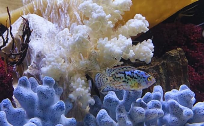 Swimming Creatures Blue Electric Dempsey (Rocio octofasciata) Approx. Size 0.75" - AKA Jack Dempsey Cichlid Freshwater Aquarium Fish Live (4 Pack)