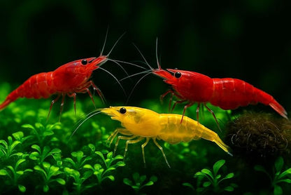 15+ Red–Yellow-Orange Live Freshwater Shrimp High Grade Live Shrimps - Freshwater Shrimp Aquarium Inverts, Hardy Nano Tank Healthy Shrimps Pets - with Live Arrival Guarantee