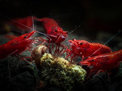 Fire Red Premium High-Grade Neocaridina Freshwater Aquarium Shrimp, Live Arrival Guarantee, 15+ Live Shrimp
