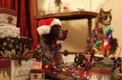 Lionet Paws Christmas Dog and Cat Collar with Bowtie. Everyday comfort that fits naturally into your space.