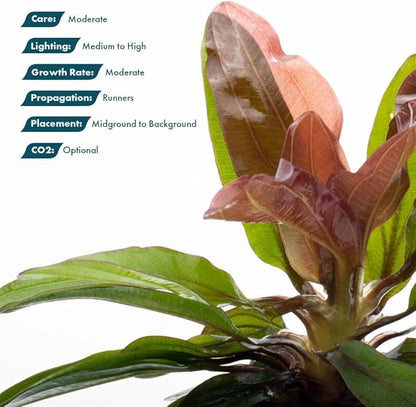 SubstrateSource Live Plants - Echinodorus Red Rubin (Echinodorus ‘Red Rubin’) - Medium to High Light, Red-Green Accent, Midground to Background Placement - Rosette Growth - Pot, 3 Pack