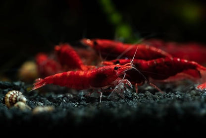 Fire Red Premium High-Grade Neocaridina Freshwater Aquarium Shrimp, Live Arrival Guarantee, 15+ Live Shrimp