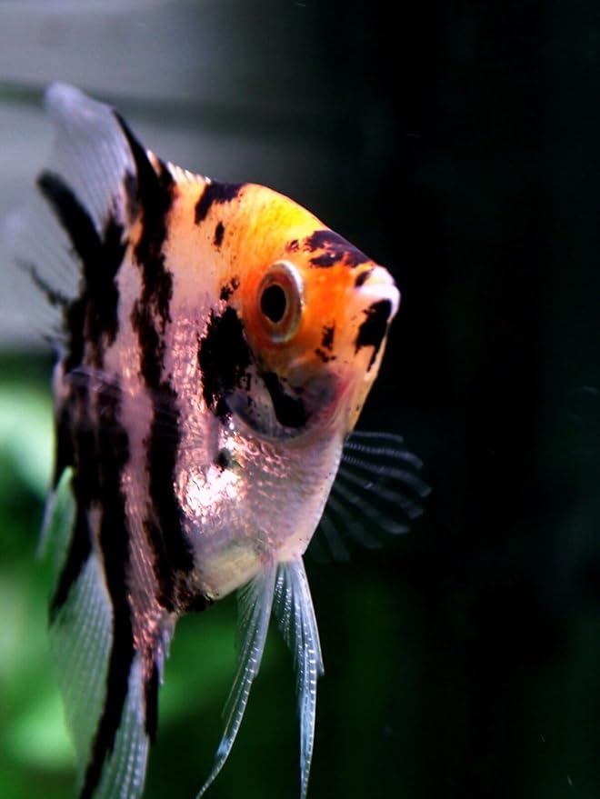 S&C AQUATICS MINI Beefheart & Soft BIT Mix,Beef Heart,Discus Food,Angel Fish Food,Cichlids (9oz) A8