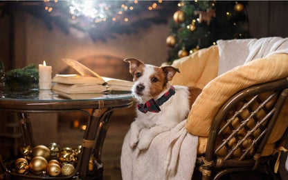 Lionet Paws Christmas Dog and Cat Collar with Bowtie. Everyday comfort that fits naturally into your space.