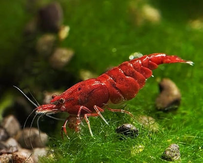 Fire Red Premium High-Grade Neocaridina Freshwater Aquarium Shrimp, Live Arrival Guarantee, 15+ Live Shrimp