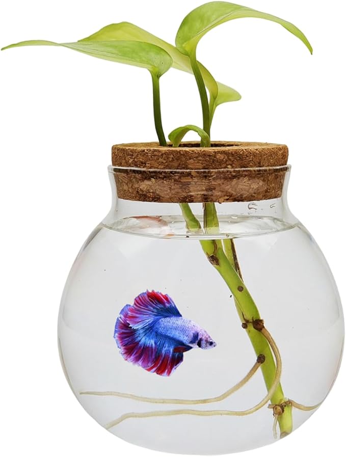 Small Betta Fish Tank Glass Fish Bowls for Betta Fish Goldfish, Aquaponic Fish Tank and Plants Cuttings Planter Terrarium Desktop Decorations Gifts