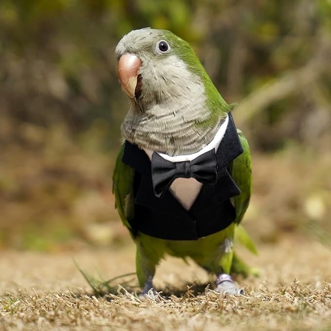 Bird Clothes, Parrot Tuxedo Costume, Flights Suits - Black Formal Outfit Bird Cosplay Photo Prop for Eclectus, Budgerigar, African Greys Parakeet, Conure, Cockatiel, Love Birds,S