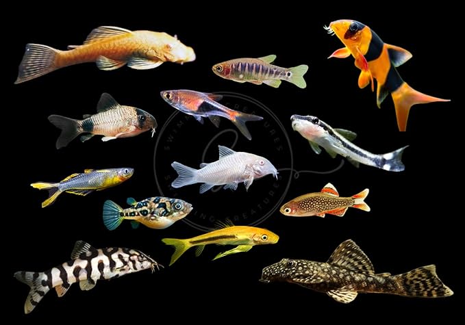 Swimming Creatures 5 PCS Assorted Tropical Fish Combo Pack (Selections from Rasboras, Rainbowfish, Plecos, Corydoras, Catfish, Loaches & More!) Freshwater Aquarium Fish Live