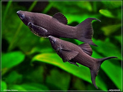 Aquatic Foods Inc. Live Bearer Ultra Red Color Enhancing 1.5mm-2mm Floating Pellets. Color Enhancing in 10-Days for Swordtails, Platies, All Live Bearers…1/4-lb Bag