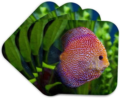 3dRose Super Pigeon Snakeskin Discus, Tropical Freshwater Fish. Set of 4 Coasters - Soft