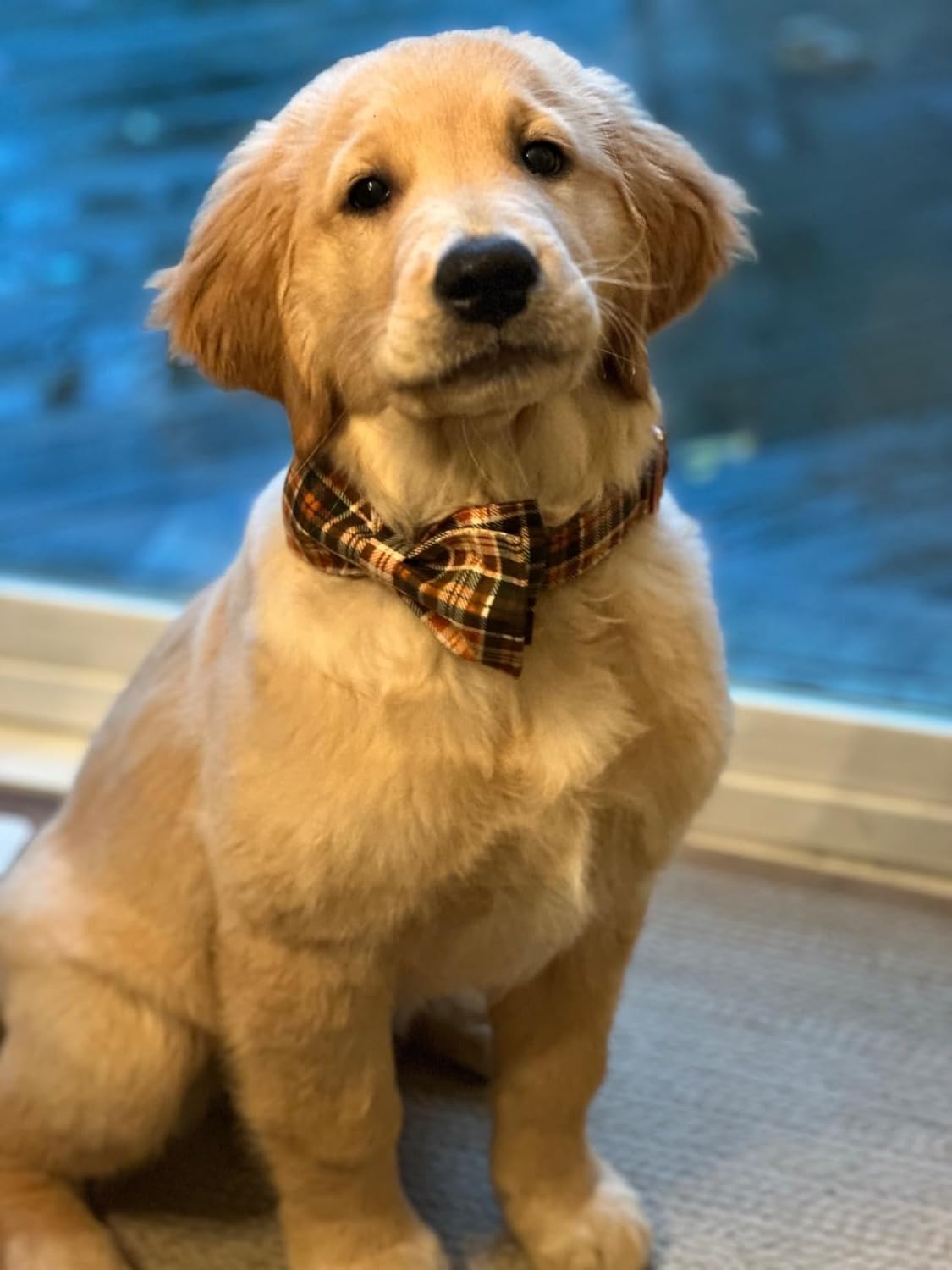 Lionet Paws Halloween Dog Collar with Bowtie - Cute Cotton Adjustable Fall Bowtie Dog Collar with Metal Buckle for Small Medium Large Dog Girl Boy Gift, XXS, Neck 7-11in