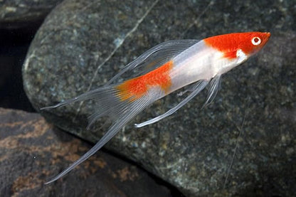 Aquatic Foods Inc. Live Bearer Ultra Red Color Enhancing 1.5mm-2mm Floating Pellets. Color Enhancing in 10-Days for Swordtails, Platies, All Live Bearers…1/4-lb Bag