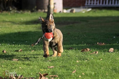 Dingo Gear Soft Genuine Leather Ball with a Handle for The Bite Training, Ø 11 cm Retrieve and Reward Dog Toy S02779, Random