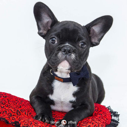 Lionet Paws Boy Dog Collar with Bowtie. A calm, considered pick for modern pet homes.