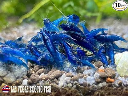 Las Vegas Exotic Fish™ 10 Blue Dream Neocaridina Shrimp Live Freshwater Shrimp Aquarium Inverts (Blue Dream)
