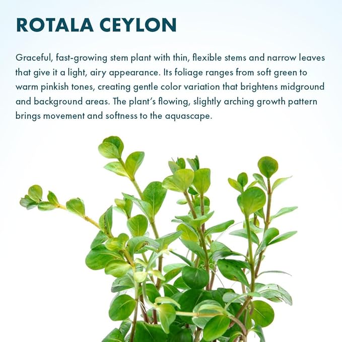 SubstrateSource Live Aquarium Stem Plants - Freshwater Aquatic Plant for Fish Tanks, Aquascaping - (Rotala Ceylon, 4 Bunches)