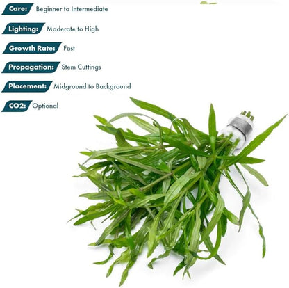 SubstrateSource Live Aquarium Stem Plants - Pogostemon Stellatus Octopus Live Aquarium Plant - Natural Aquatic Freshwater Fish Tank Plants (1)
